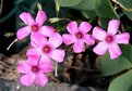 Picture Title - Oxalia