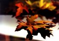 Picture Title - autunno