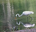 Picture Title - He Spotted a Good Meal