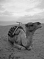 Picture Title - Camel