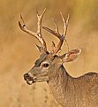 Picture Title - shedding antler velvet