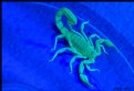 Picture Title - Glowing Scorpion