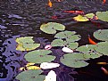 Picture Title - Leaves & Fishes
