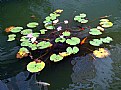 Picture Title - Fishes & Lilies