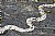 Stoneworm