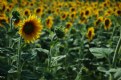 Picture Title - sunflowers field