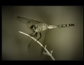 Picture Title - ...dragonfly in infrared...