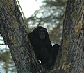 Picture Title - Tree Chimp