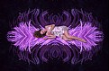 Picture Title - Feather Bed