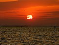 Picture Title - Lonely gull ! 