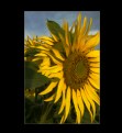 Picture Title - Sunflowers #2