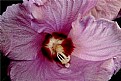 Picture Title - rose of sharon