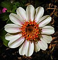 Picture Title - Single Zinnia 