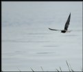 Picture Title - Prowling Black Tern
