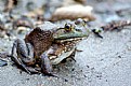 Picture Title - Ribbit