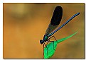 Picture Title - la libellula blu'
