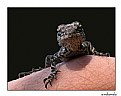 Picture Title - reptile