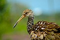 Picture Title - "Ruffled Feathers" (Limpkin)