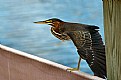 Picture Title - Green Heron