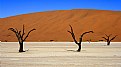 Picture Title - three trees dead vlei