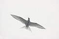 Picture Title - Arctic Tern