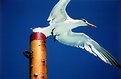 Picture Title - Bird of Cuba