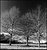 Three Trees under Blue Winter skies