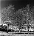 Picture Title - Three Trees under Blue Winter skies