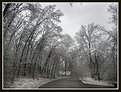 Picture Title - Spring Ice Storm, Michigan, 2003