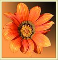 Picture Title - Gazania Hybrida