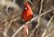 Male Cardinal