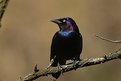 Picture Title - Common Grackle