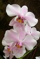 Picture Title - cattleya orchids