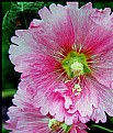 Picture Title - Pink hollyhocks