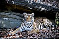 Picture Title - Tiger at Chhatra Pathra