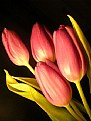 Picture Title - Tulips_2