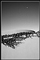 Picture Title - Santa Fe Opera House