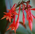 Picture Title - honeysuckle fuchsia