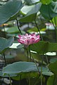 Picture Title - Lotus 2