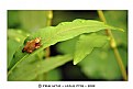 Picture Title - ..:: little frog ::..