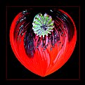 Picture Title - The Heart of a Poppy