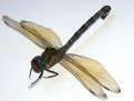 Picture Title - dragonfly