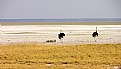 Picture Title - Ostrich family