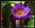 Picture Title - "Water Lily 1"