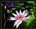 Picture Title - "Water Lily 2"