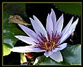 Picture Title - "Water Lily 3"