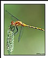 Picture Title - Dragonfly 5