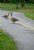 Geese Crossing