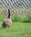 Picture Title - Goose