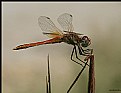 Picture Title - dragonfly 